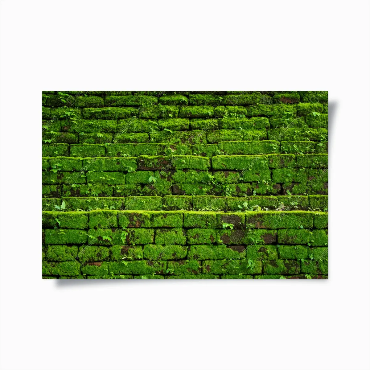 Poster üppige moosbedeckte ziegelwand – Pixers®