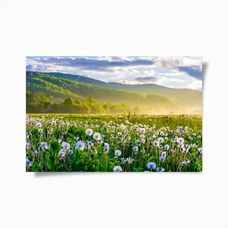 Poster neblige löwenzahnwiese im sonnenaufgang – Pixers®