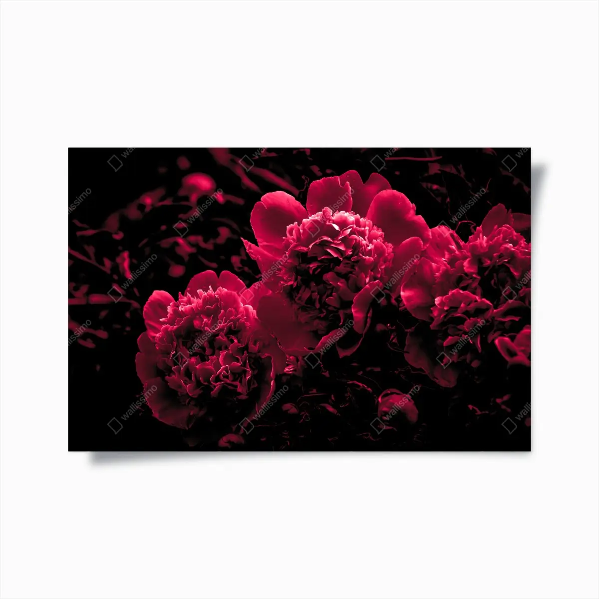 Poster stimmungsvolle rosa pfingstrosen – Pixers®