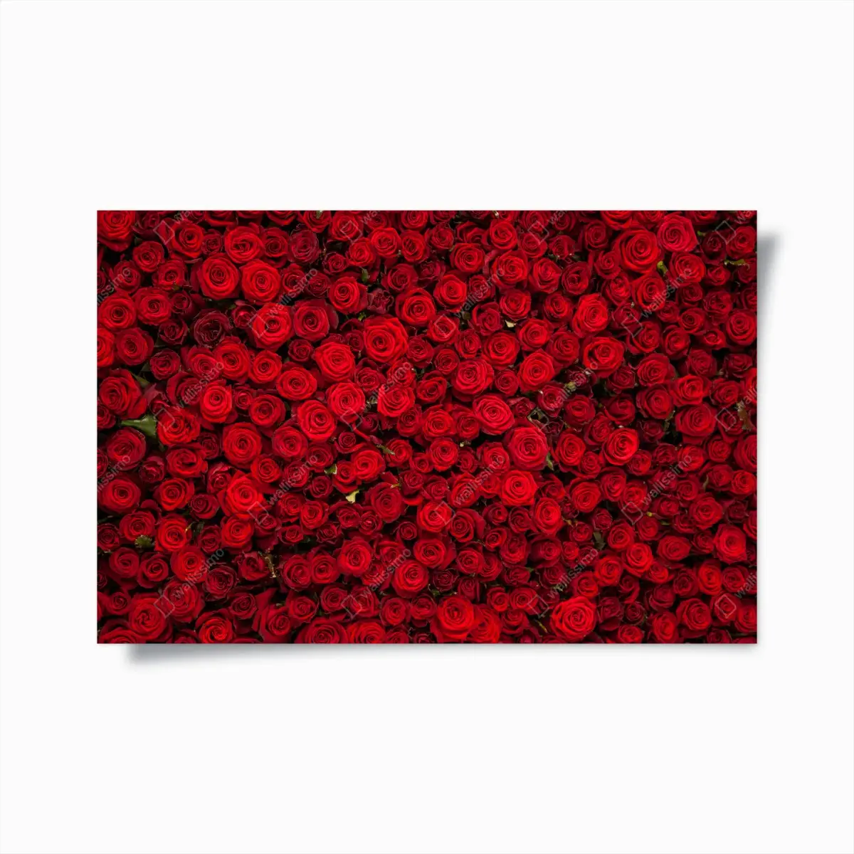 Poster endlose wand aus roten rosen – Pixers®