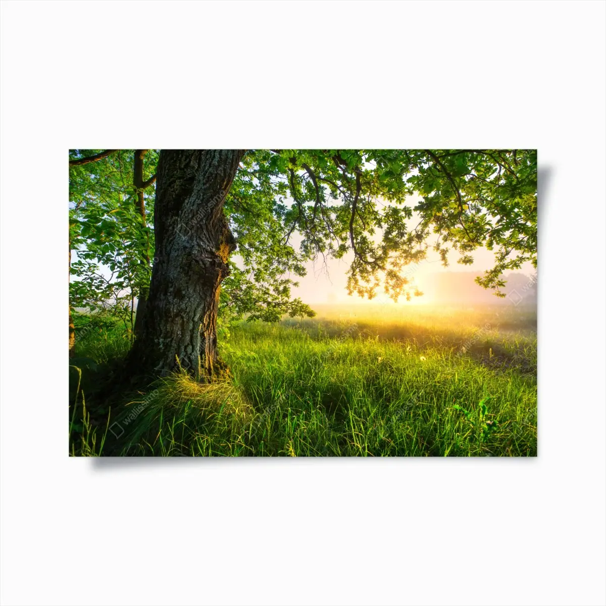 Poster morgendliche eiche auf sonnenbeschienener wiese – Pixers®