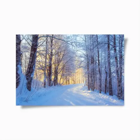 Poster birkenwald im winter bei sonnenaufgang – Pixers®