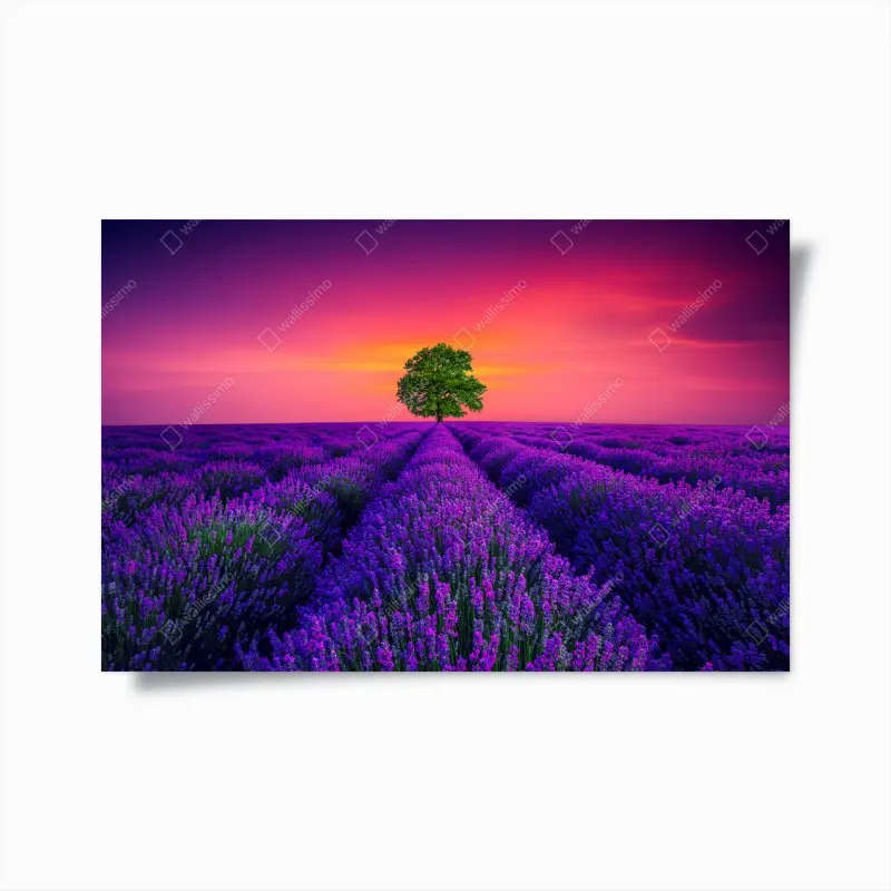 Poster lavendelfeld bei sonnenuntergang mit einsamem baum