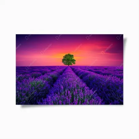 Poster lavendelfeld bei sonnenuntergang mit einsamem baum – Pixers®