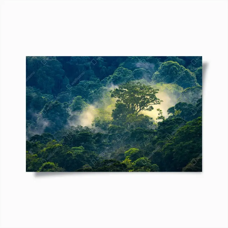 Poster nebliger regenwald mit baumkronen
