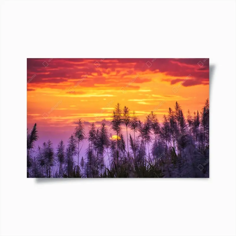 Poster goldener sonnenuntergang über wildgräsern