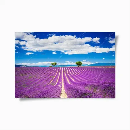 Poster lavendelfelder in Provence – Pixers®