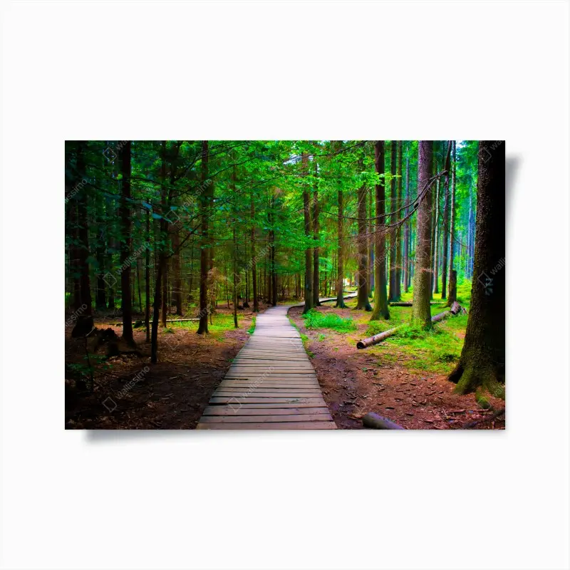 Poster ruhiger waldsteg im grünen