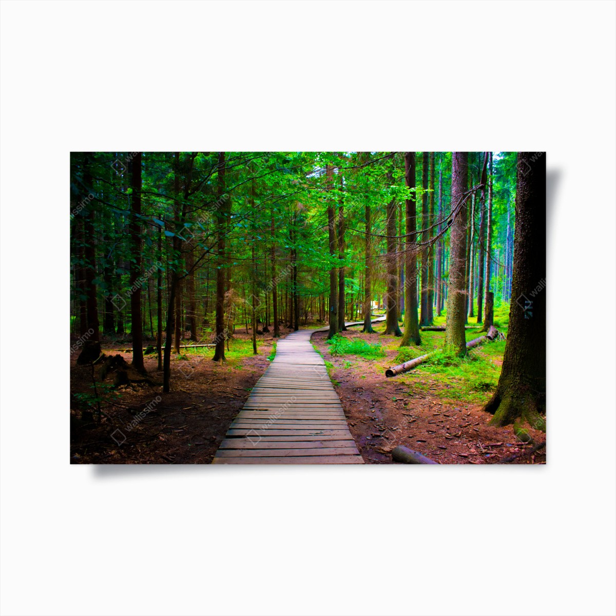 Poster ruhiger waldsteg im grünen – Pixers®