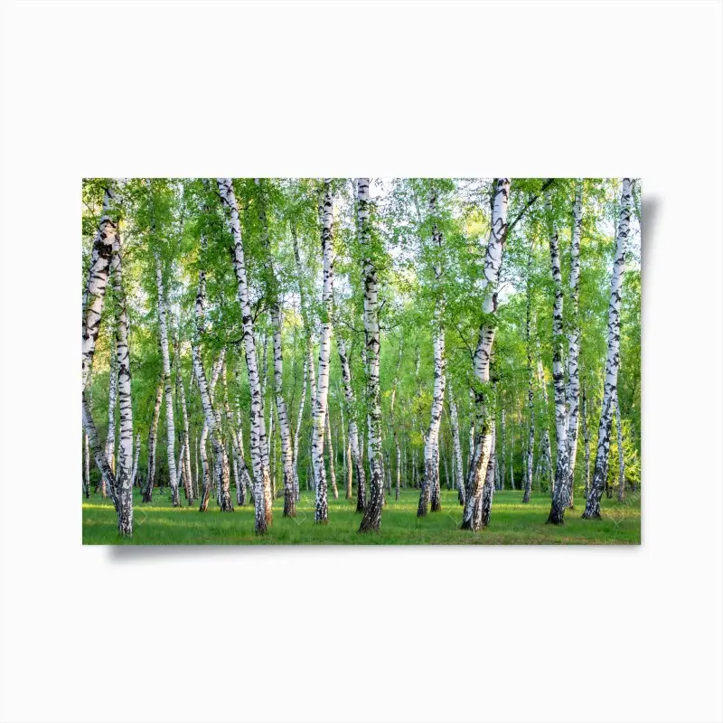 Poster ruhiger birkenhain im sommer