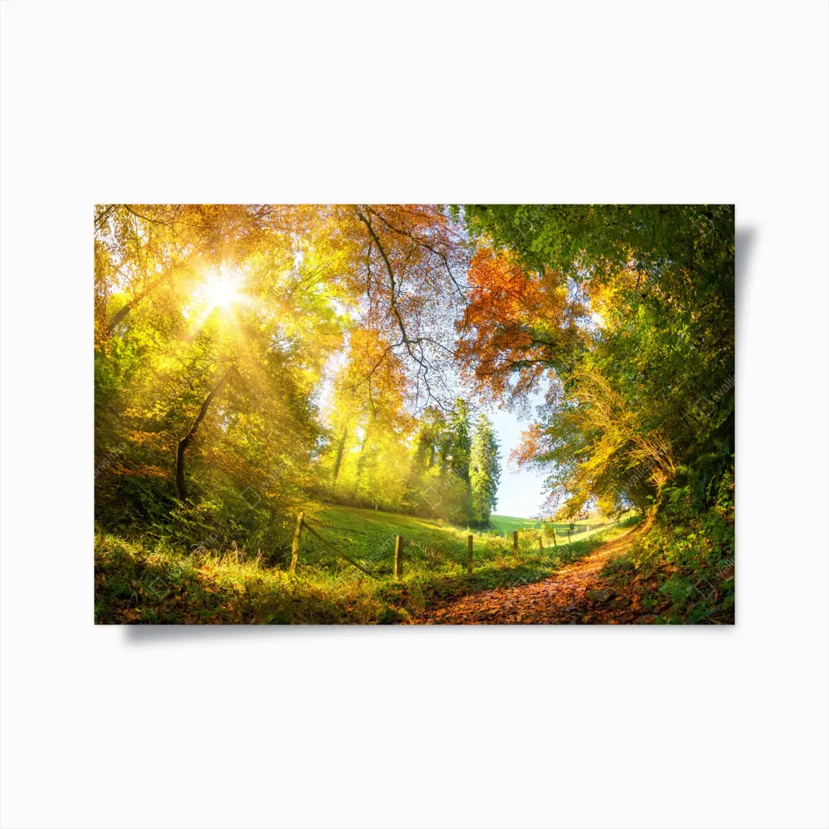 Poster goldener herbstwaldweg – Pixers®