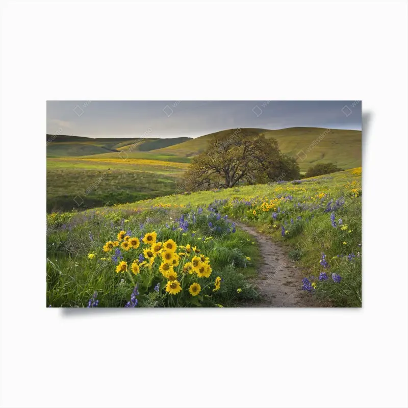 Poster pfad durch blumenwiese mit eichenbaum