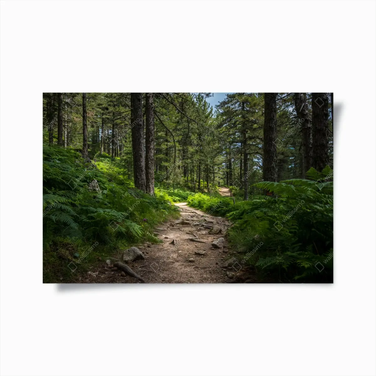 Poster ruhiger waldpfad durch üppiges grün – Pixers®