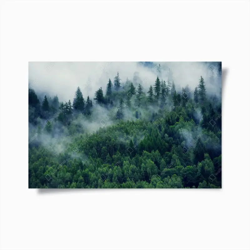 Poster nebliger grüner wald
