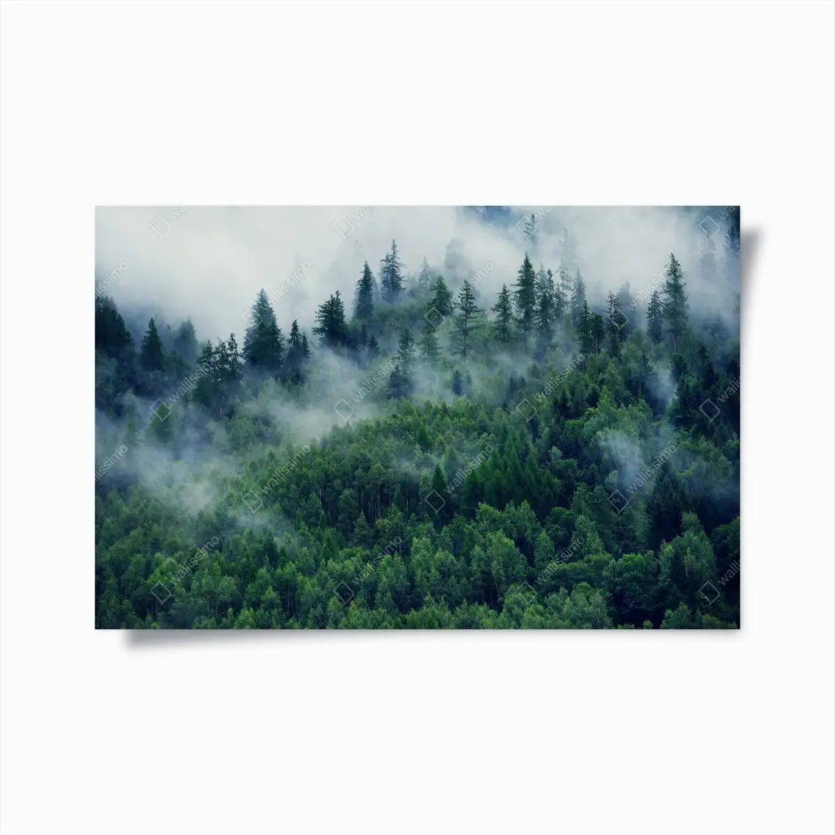 Poster nebliger grüner wald – Pixers®