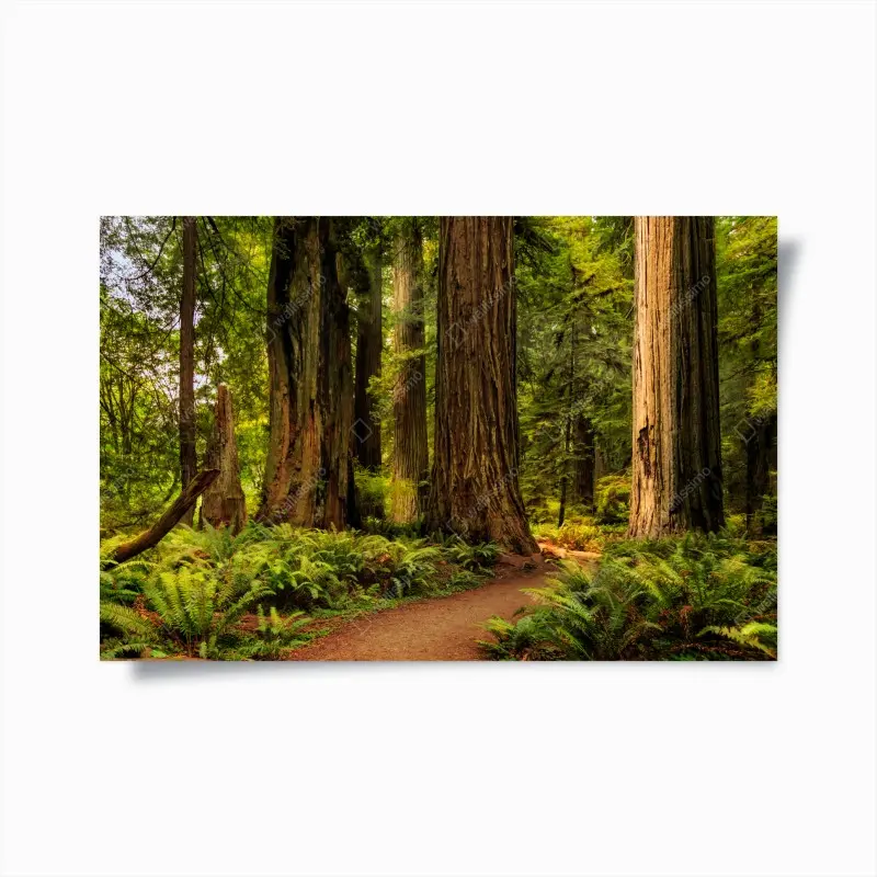 Poster Kalifornien mammutbäume waldweg