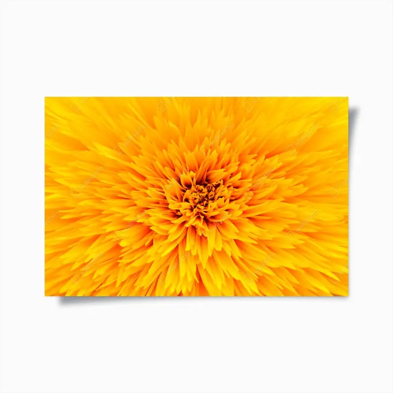 Poster strahlende sonnenblume nahaufnahme