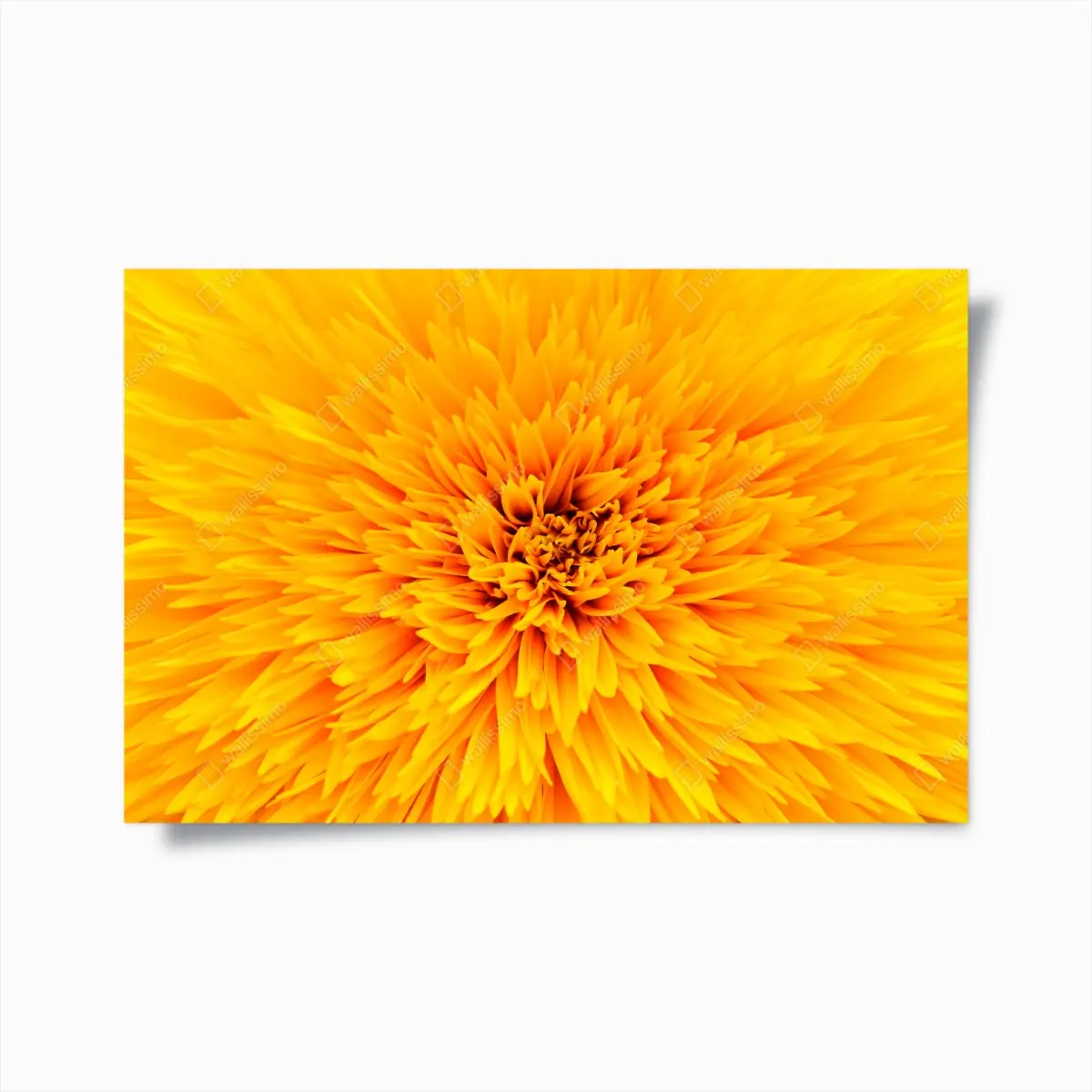 Poster strahlende sonnenblume nahaufnahme – Pixers®