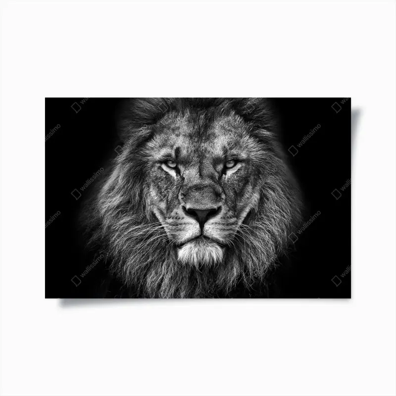 Poster majestätisches löwenportrait in monochrom