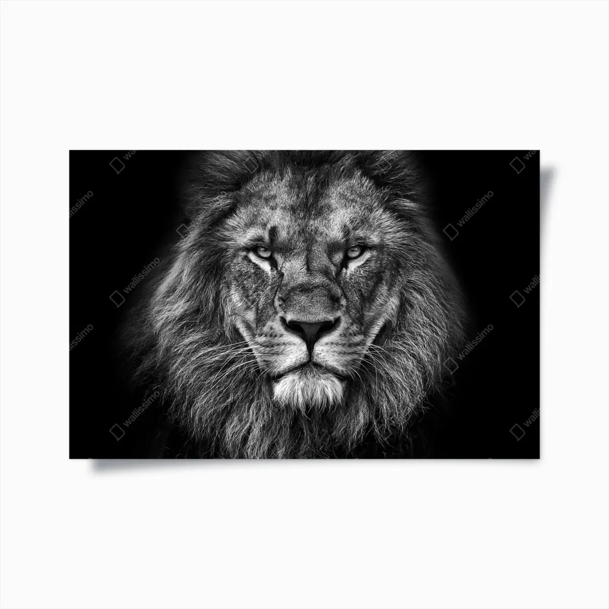 Poster majestätisches löwenportrait in monochrom – Pixers®