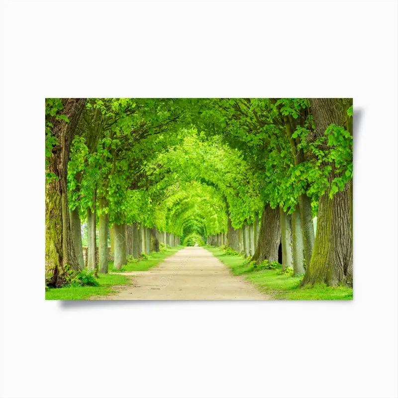 Poster grüner baumtunnel