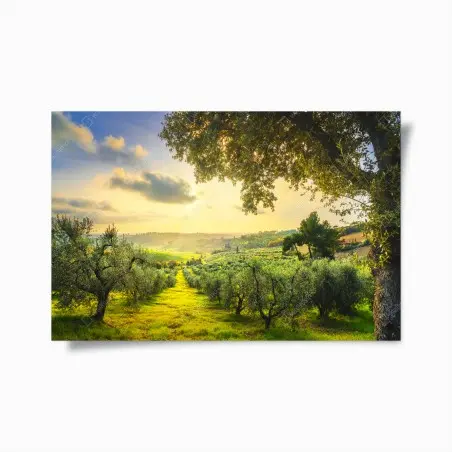Poster olivenhain bei sonnenuntergang in Maremma, Toskana – Pixers®