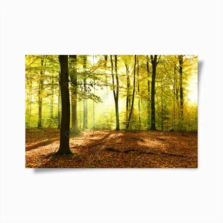 Poster goldener herbstwald am morgen – Pixers®