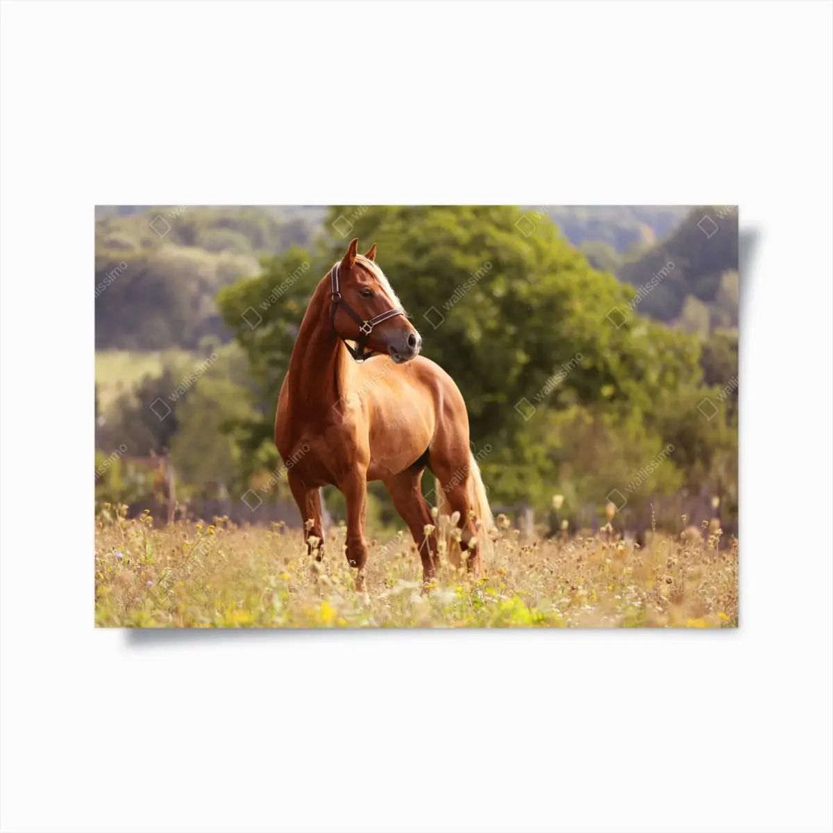 Poster majestätisches kastanienbraunes pferd auf sommerlicher wiese – Pixers®