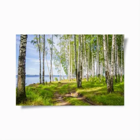 Poster sonnige birkenlichtung am wasser – Pixers®