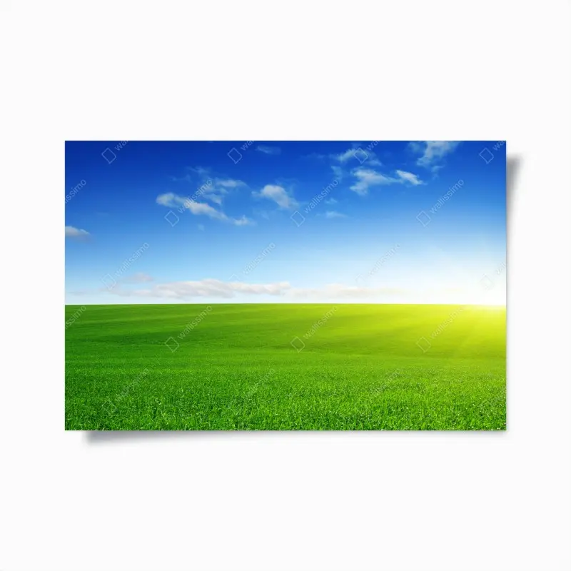 Poster sonnenbeschienene grüne wiese im morgenlicht