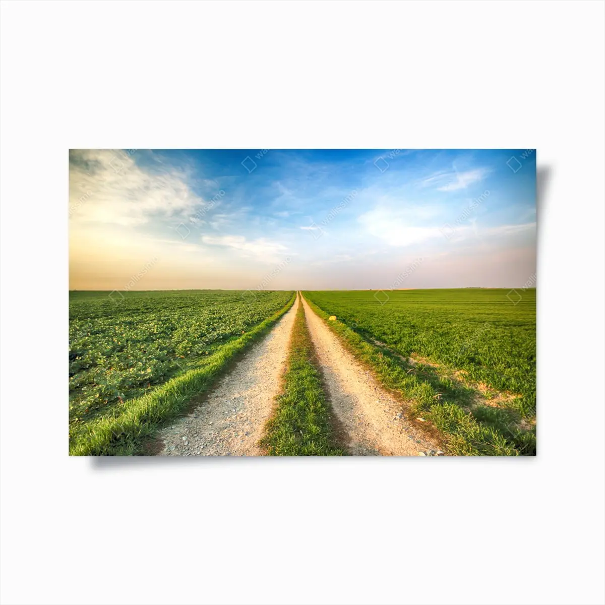 Poster feldweg durch grüne felder – Pixers®