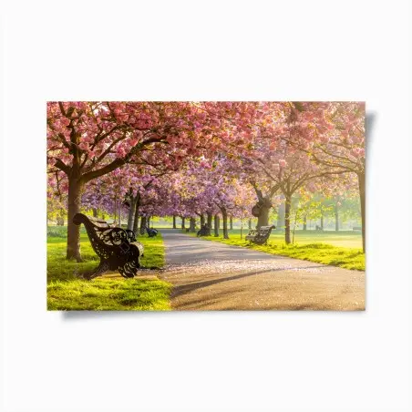 Poster kirschblütenallee im frühling – Pixers®