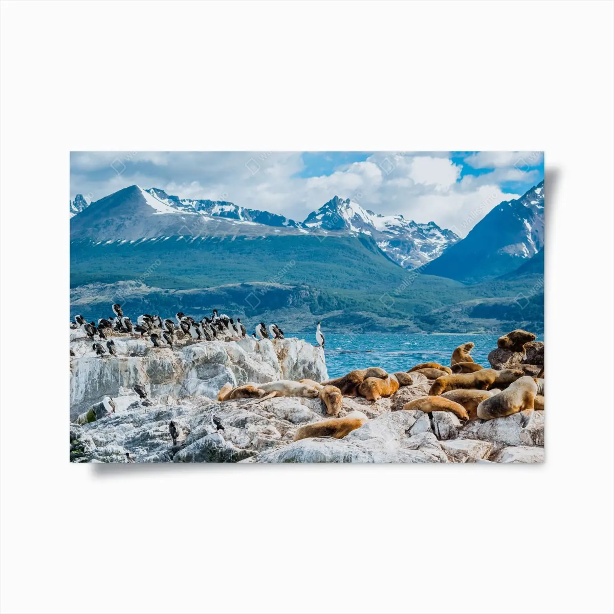 Poster seelöwen und seevögel an der felsküste – Pixers®