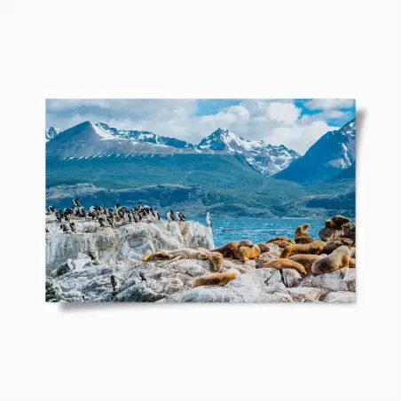 Poster seelöwen und seevögel an der felsküste – Pixers®