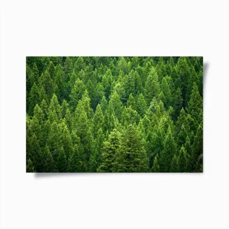 Poster üppige kronen eines kieferwaldes – Pixers®