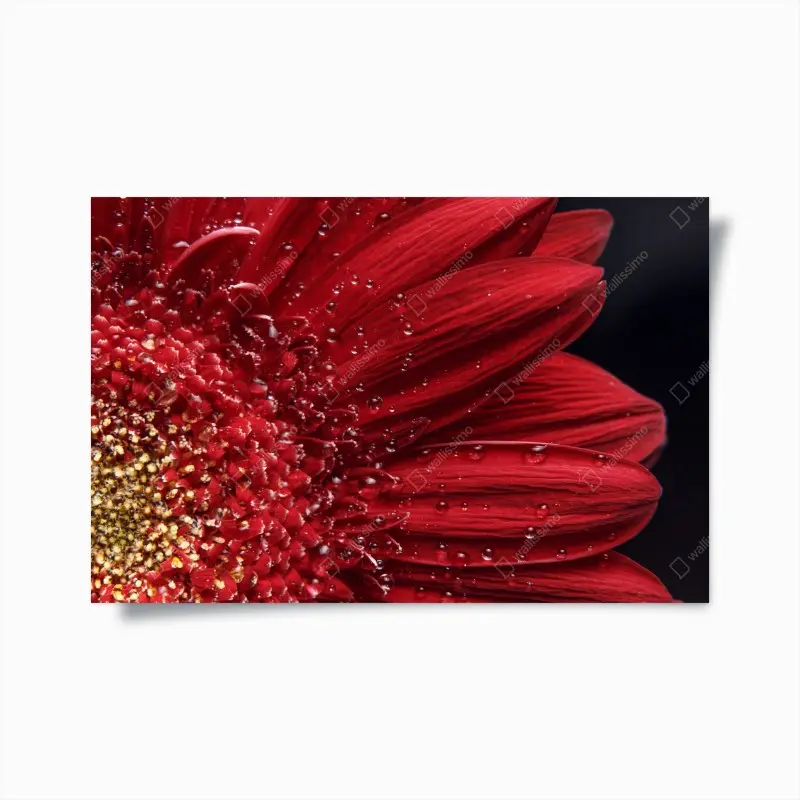 Poster rote gerbera makro mit wassertropfen