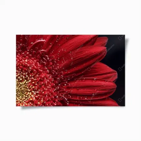 Poster rote gerbera makro mit wassertropfen – Pixers®