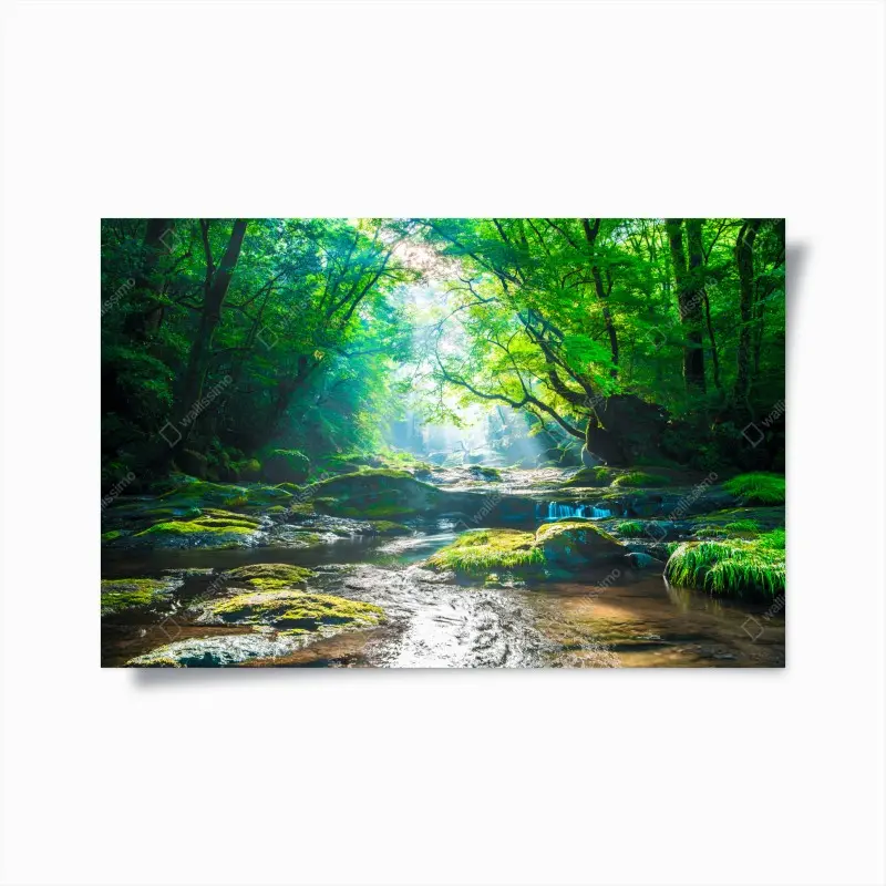 Poster sonnendurchfluteter waldbach mit moosbedeckten steinen