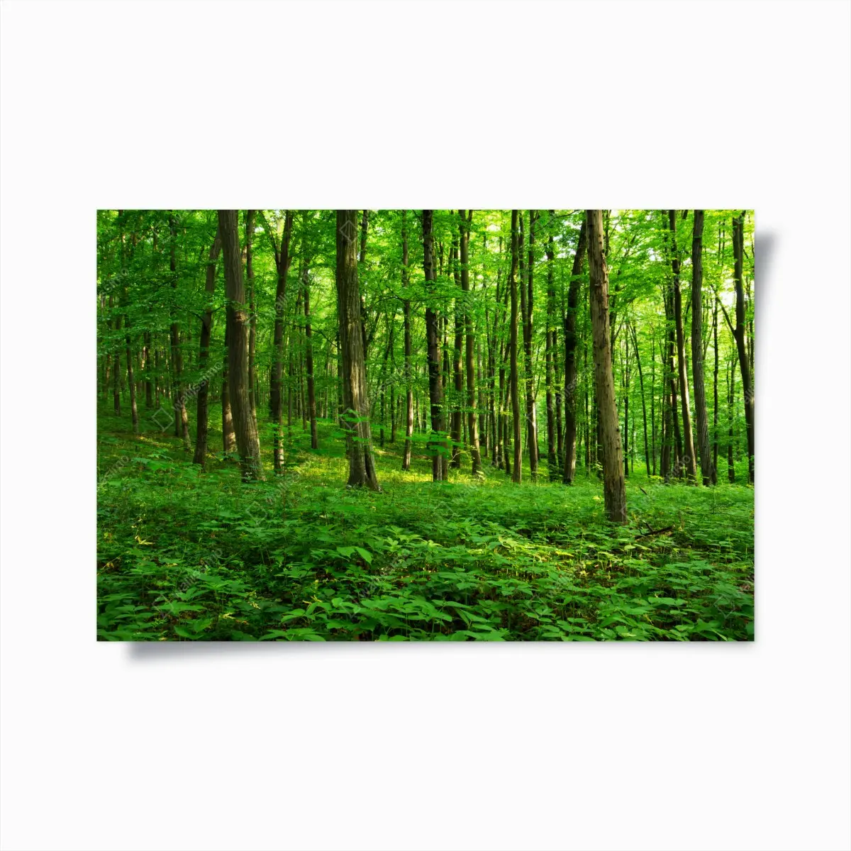 Poster sonniger grüner wald im frühling – Pixers®