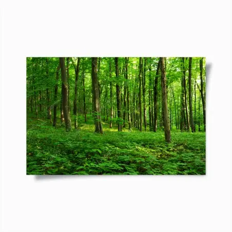 Poster sonniger grüner wald im frühling – Pixers®