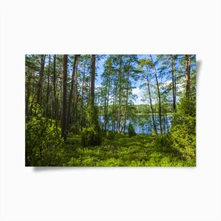 Poster ruhiger kiefernwald am see – Pixers®