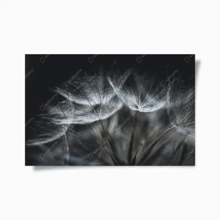 Poster zarte löwenzahnsamen in monochrom – Pixers®