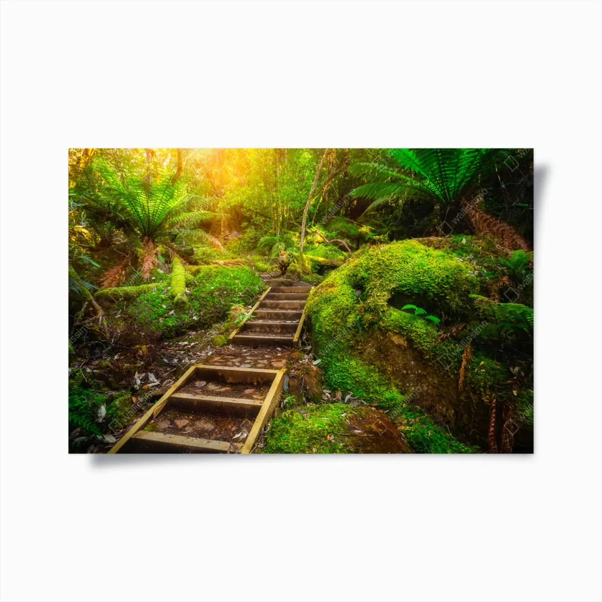 Poster moosiger regenwaldpfad auf der Tasman-Halbinsel – Pixers®