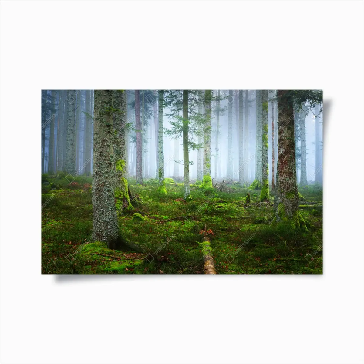 Poster nebliger kiefernwald aus dem Elsass – Pixers®