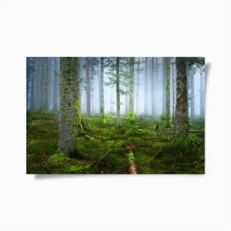 Poster nebliger kiefernwald aus dem Elsass – Pixers®