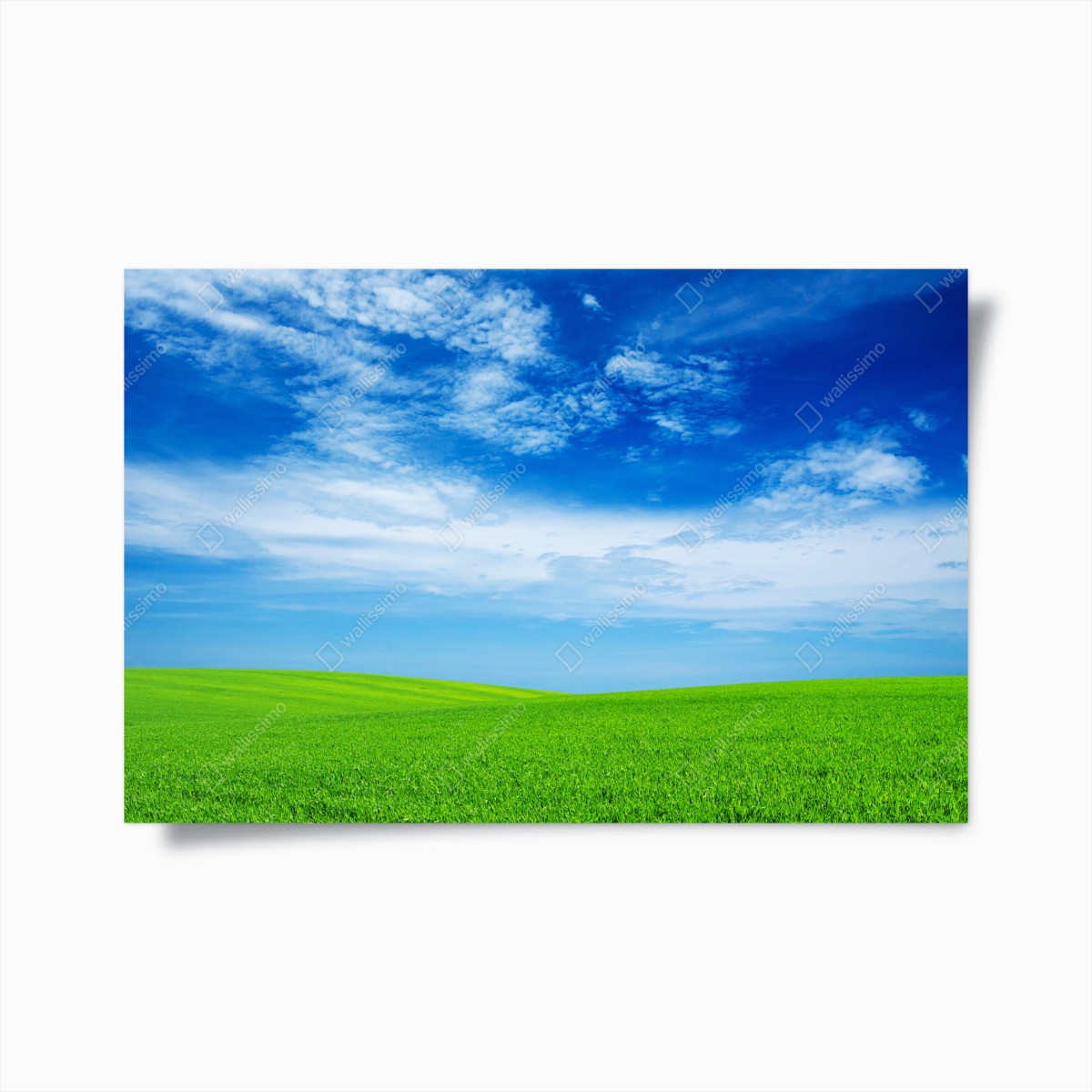 Poster grüne wiese unter blauem himmel – Pixers®
