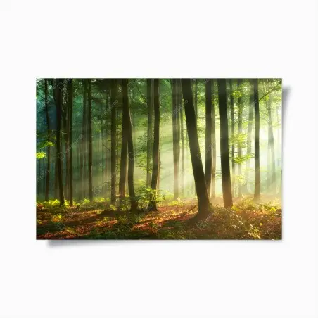 Poster sonnenbeschienener morgenwald – Pixers®