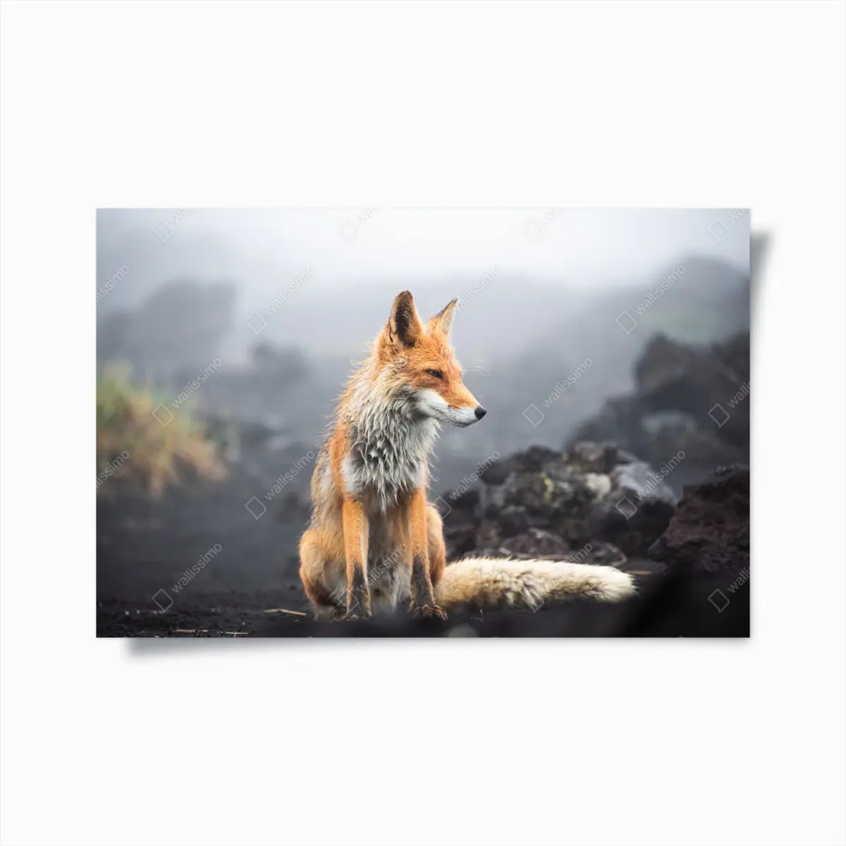 Poster roter fuchs in nebliger landschaft – Pixers®