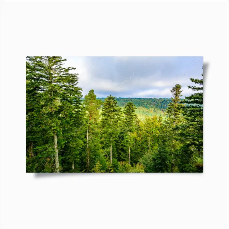 Poster Schwarzwald herbstliche waldlandschaft
