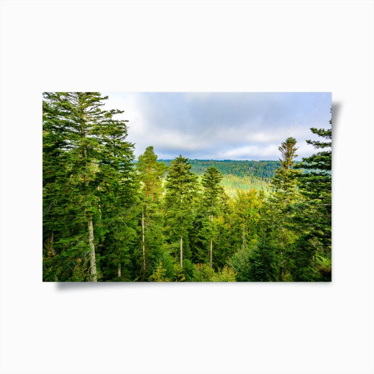 Poster Schwarzwald herbstliche waldlandschaft – Pixers®